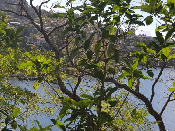 23 Parawera Drive, Acacia Bay