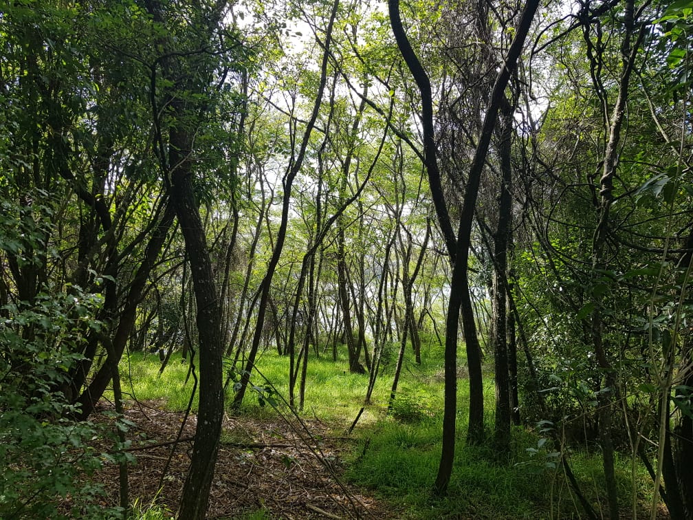 67 Parawera Drive, Acacia Bay, Taupo (Lot 22)