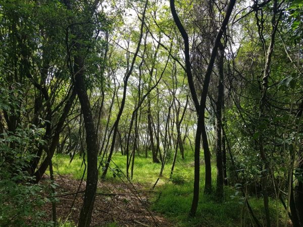 46 Parawera Drive, Acacia Bay (Lot 45)